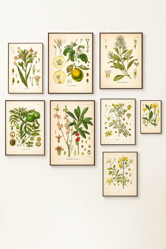 Set of botanical prints on a wall